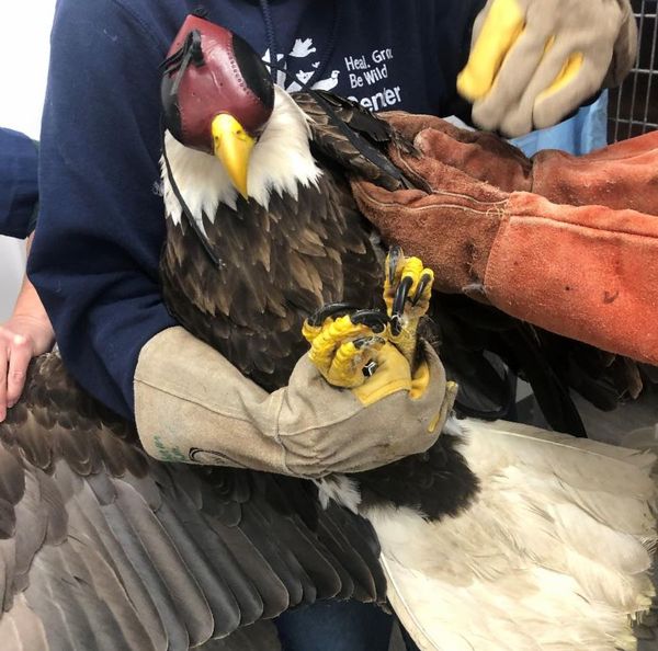 Howell Nature Center Caring For Injured Bald Eagle