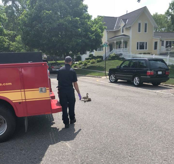 South Lyon Firefighters Rescue Ducklings From Storm Drain