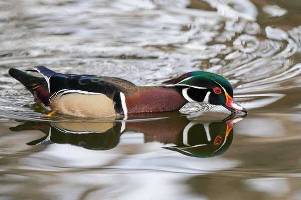 Wood Duck Michigan's First Official State Duck