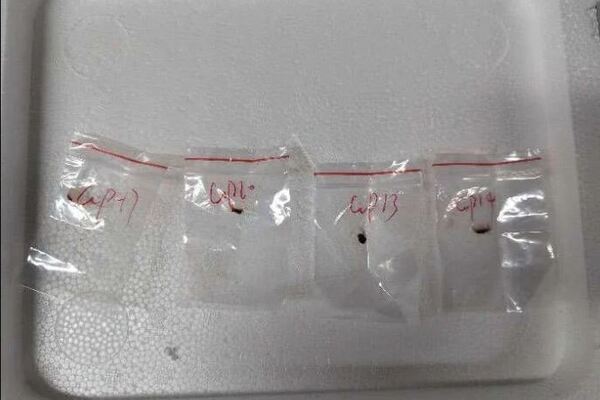 Chinese Scientist Pleads Guilty In U.S. Smuggling Case