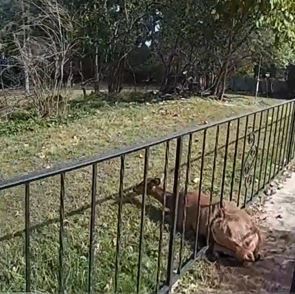 MSP Troopers Rescue Deer Trapped In Fence
