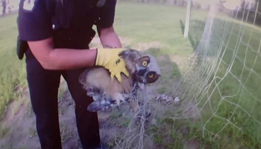 Howell Nature Center Treats Owl Caught In Net