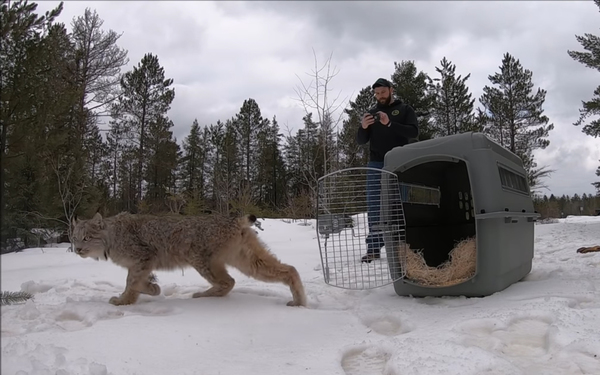 Wild Lynx Set Free In Upper Peninsula