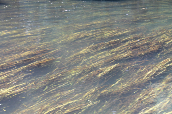 Aquatic Weed Harvesting Along Huron River In Hamburg