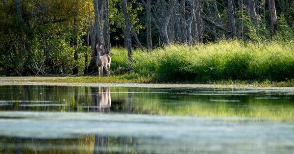 New DNR Map Shows Reports of EHD-Suspect Deer