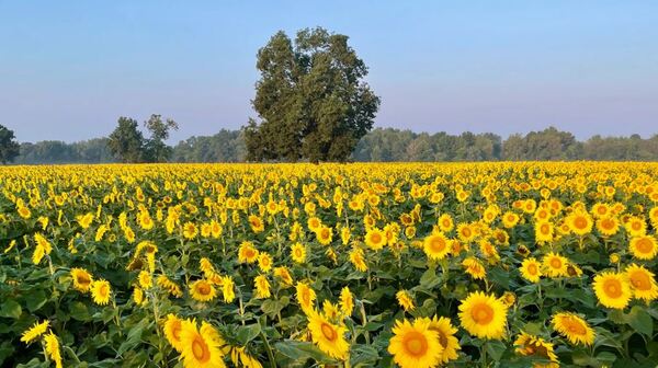 Sunflower Festival Returns To Earl Farm August 1-3