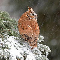 Howell Nature Center Highlights Owls, Winter Activities