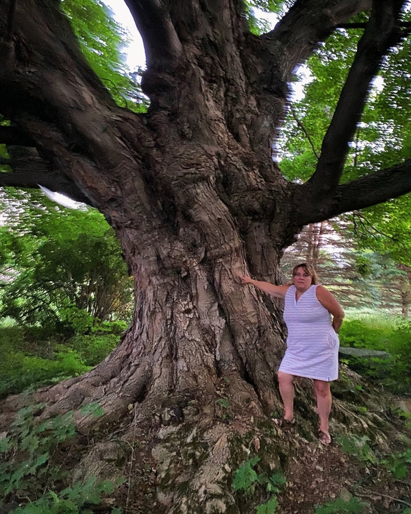 Join The Hunt For Michigan’s Biggest Trees
