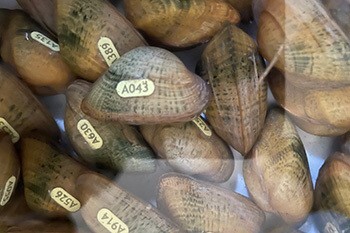7,500 Endangered Snuffbox Mussels Stocked In Huron, Clinton Rivers & Cass Lake