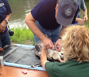 Osprey Monitoring Efforts Increase As Birds Make Return To Region