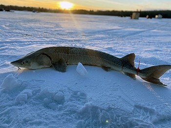 DNR: Fishing opportunities created by a successful fish stocking season