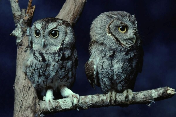 Metroparks Host Nocturnal Wildlife Weekend Programs