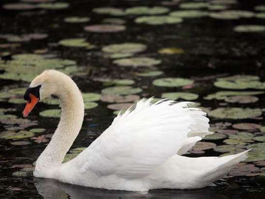 Resolutions In Support Of Mute Swan Management On Ore Lake