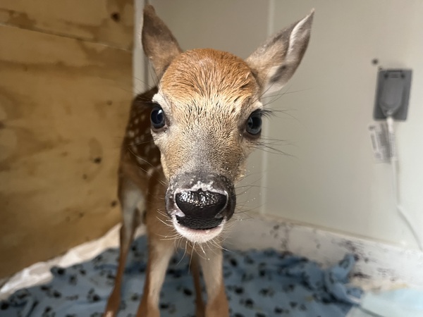 Howell Nature Center Reaches Goal for New Incubator in 45 Minutes