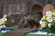 Groundhog Day Celebration At Howell Nature Center