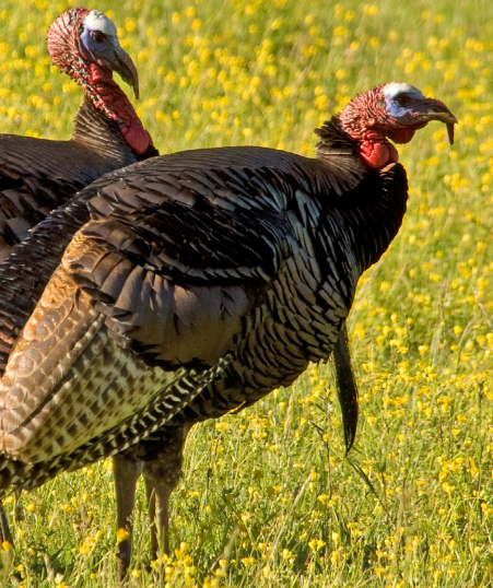 DNR: Spring Turkey License Application Period Now Open