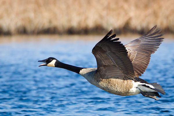 Fenton Approves Program To Reduce Population Of Mute Swans And Canada Geese