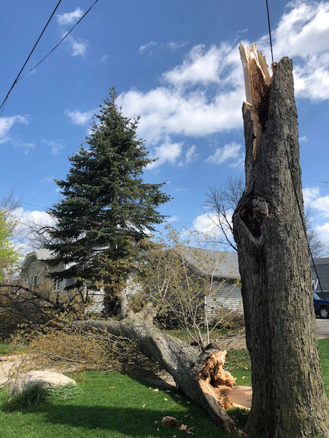 Postal Worker Injured By Falling Tree In South Lyon