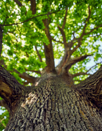 City of Brighton to Host 20th Annual Arbor Day Celebration