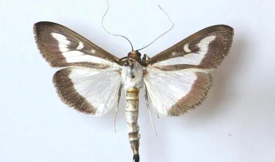 Box Tree Moth Confirmed In Genesee County