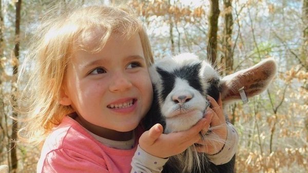 Fenton Couple Ordered To Remove Goats From Their Property