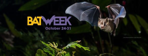 MDNR Celebrating Bat Week