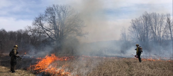 Successful Prescribed Burn At Kellogg Family Nature Preserve