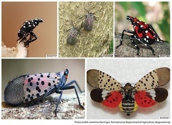 Metroparks Receives Grant Funding To Combat Spotted Lanternfly