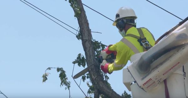 DTE to invest $ 70 million in tree pruning to fight blackouts