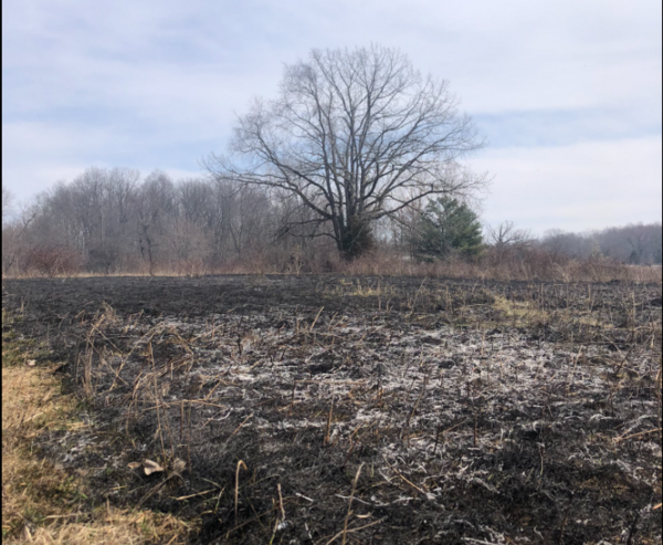 Successful Prescribed Burn At Kellogg Family Nature Preserve