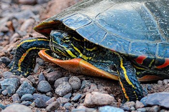 "Give Them A Brake" - Be On The Lookout For Migrating Turtles On Roads