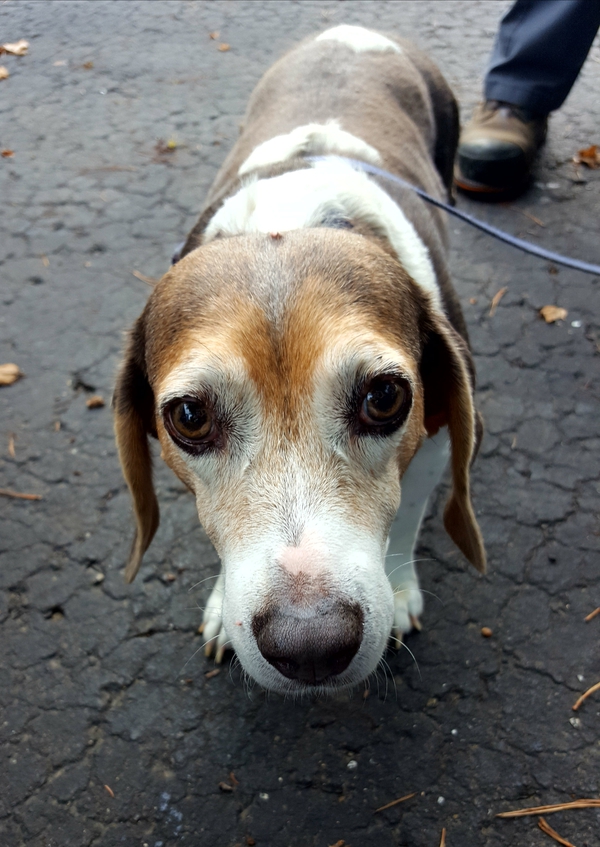 Consumers Energy Employee, Homeowner & Lucky Dog Reunite After House Fire