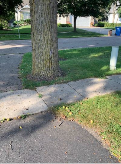 Hazardous Black Walnut Trees Coming Down In Howell