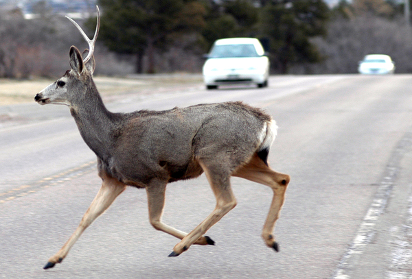 Genoa & Oceola Top Local Communities For Deer Crashes