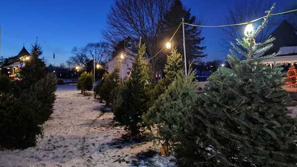 Kiwanis Club Of South Lyon's Annual Christmas Tree Sale Returns