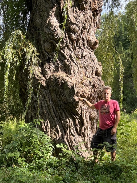 Join The Hunt For Michigan’s Biggest Trees