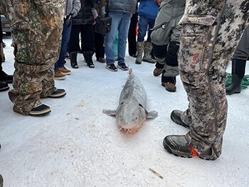 MDNR: 2026 Black Lake Sturgeon Season Opens February 7th