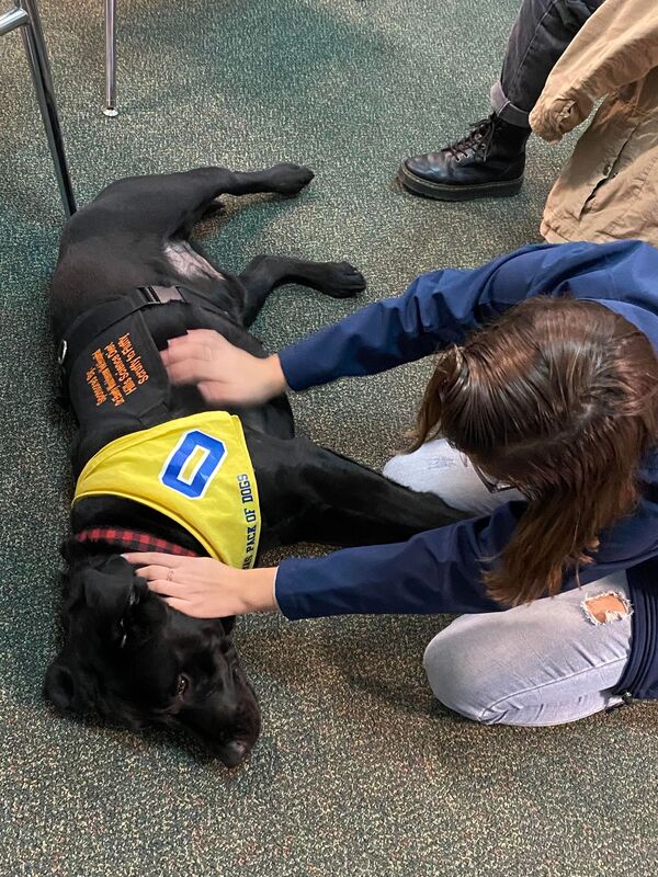 Local Drive For Therapy Dogs For Oxford Students A Big Success