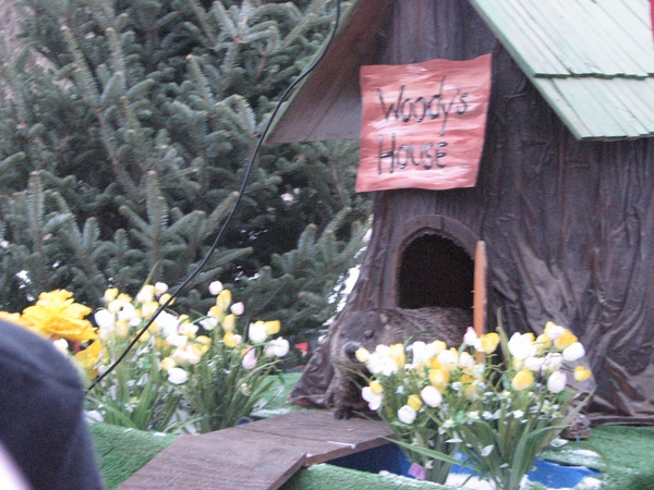 Woody The Woodchuck Prepping For Groundhog's Day Prediction