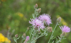 Volunteers Sought For State Park Stewardship Workday