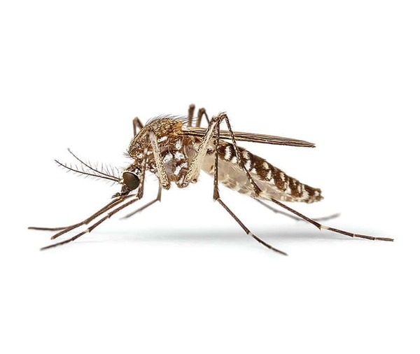First Probable West Nile Virus Case in Oakland County