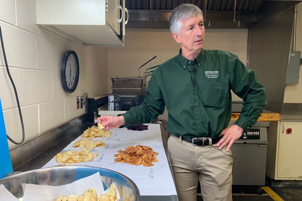 MSU Researchers Have Spent Decades Breeding Better Potatoes for Chips, and Their Work Isn't Done
