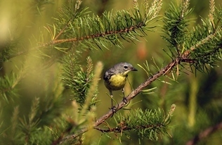 Kirtland’s Warbler Conservation Team Addresses Decline In Songbird’s Population