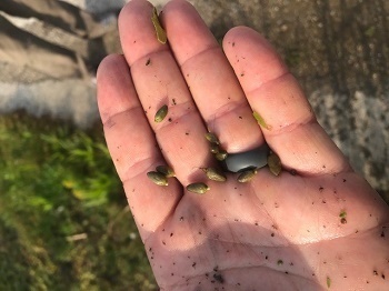 Boaters Asked To Help Stop Spread Of Invasive Plants