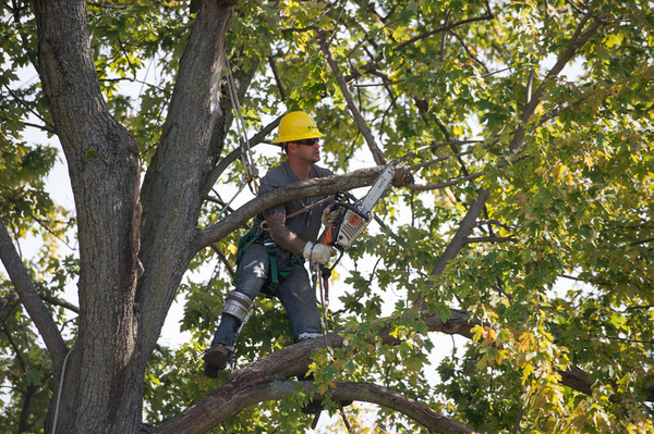 Tree Trimming Program In City Of Brighton To Continue Through Winter, Spring