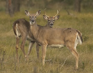 MDARD:  Chronic Wasting Disease Confirmed in Farmed White-Tailed Deer