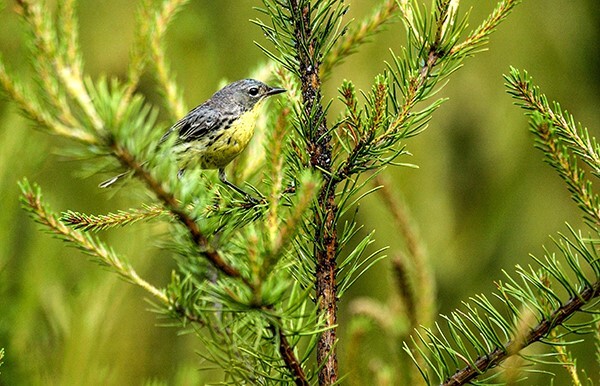 Kirtland’s Warbler Conservation Team Addresses Decline In Songbird’s Population