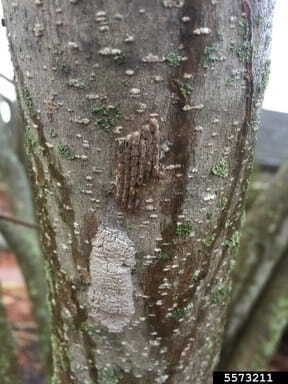 What to Do If You See a Spotted Lanternfly