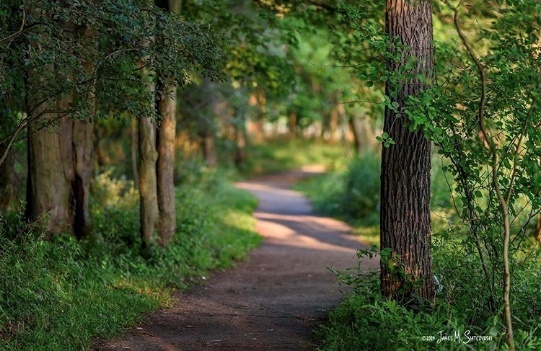 Local Metroparks Celebrating Michigan Trails Week