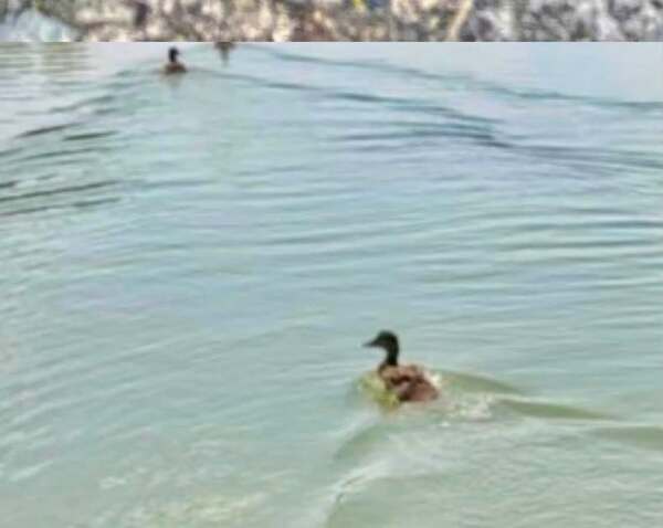 Oakland County Sheriff's Deputies Rescue Trapped Baby Ducks